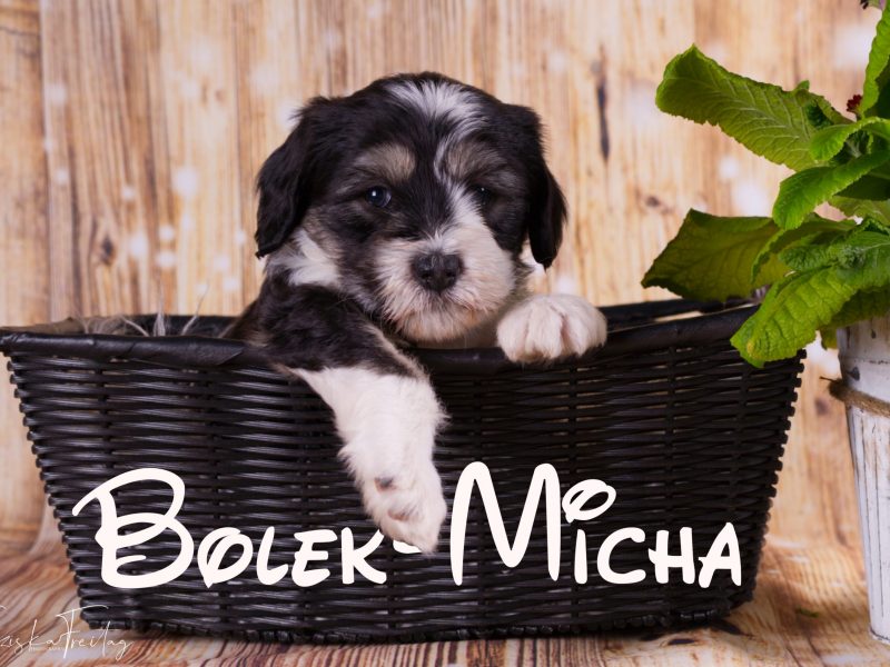 Bolek-Micha_DSC0300